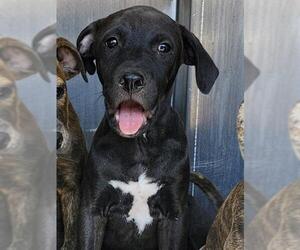 American Staffordshire Terrier-Unknown Mix Dogs for adoption in San Antonio, TX, USA