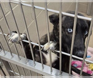 Mutt Dogs for adoption in Decatur, IL, USA