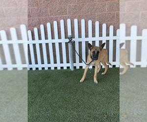 Mutt Dogs for adoption in Modesto, CA, USA