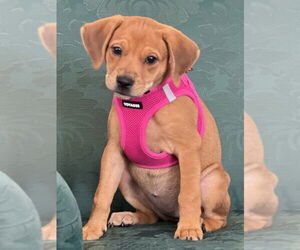 Labrador Retriever-Unknown Mix Dogs for adoption in Mundelein, IL, USA