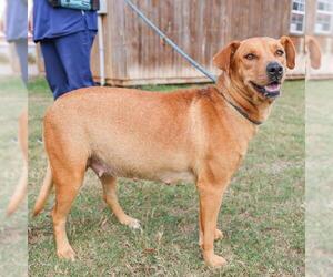 Labrador Retriever-Unknown Mix Dogs for adoption in Waco, TX, USA