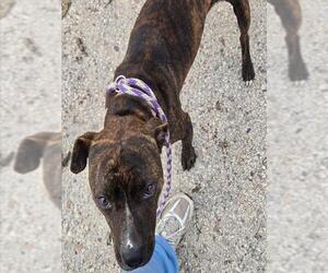 American Pit Bull Terrier Dogs for adoption in Ocala, FL, USA