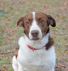 Border Collie Dogs for adoption in Inverness, FL, USA