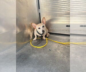 Chihuahua-Unknown Mix Dogs for adoption in Pasadena, TX, USA