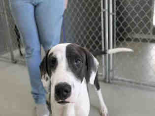 Labrador Retriever-Unknown Mix Dogs for adoption in Maumee, OH, USA
