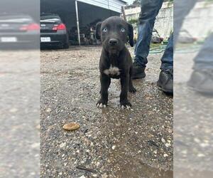 Labrador Retriever Dogs for adoption in Houston, TX, USA