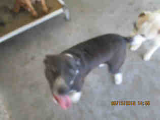 Medium Photo #1 American Staffordshire Terrier-Unknown Mix Puppy For Sale in Conroe, TX, USA
