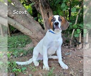 Saint Bernard Dogs for adoption in Madisonville, TN, USA