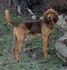 Bloodhound Dogs for adoption in Mundelein, IL, USA