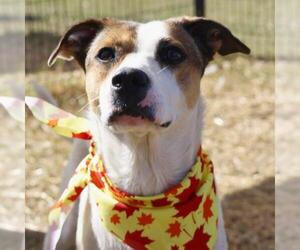 Mutt Dogs for adoption in San Antonio, TX, USA