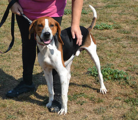 Coonhound Dogs for adoption in Akron, OH, USA