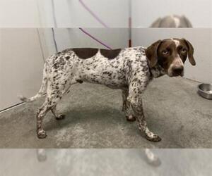 German Shorthaired Pointer Dogs for adoption in Rosenberg, TX, USA