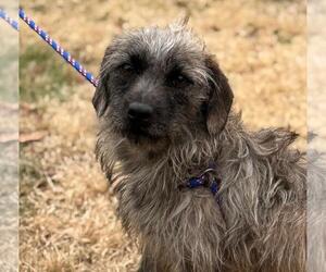 Mutt Dogs for adoption in Yardley, PA, USA