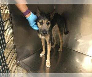 Mutt Dogs for adoption in Riverside, CA, USA