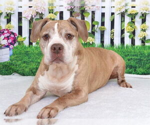 American Pit Bull Terrier-Unknown Mix Dogs for adoption in Oroville, CA, USA