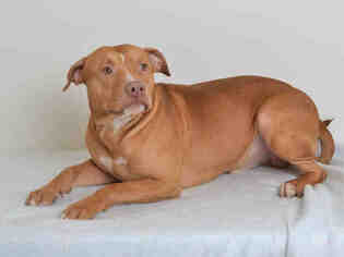 American Pit Bull Terrier Dogs for adoption in Oroville, CA, USA