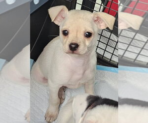 Chihuahua-Unknown Mix Dogs for adoption in Olalla, WA, USA