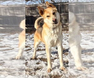 Mutt Dogs for adoption in Great Bend, KS, USA