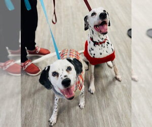 Dalmatian Dogs for adoption in Minneapolis, MN, USA