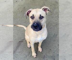 Medium Photo #3 Mutt Puppy For Sale in Sacramento, CA, USA
