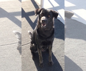 Borador Dogs for adoption in Cary, NC, USA