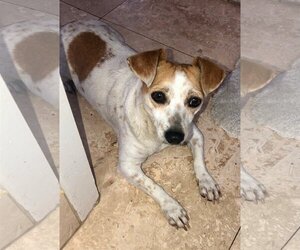 Dachshund-Unknown Mix Dogs for adoption in Boca Raton, FL, USA