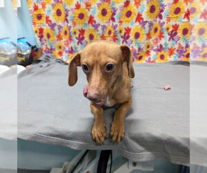 Dachshund-Unknown Mix Dogs for adoption in Chico, CA, USA