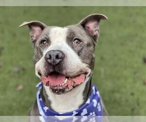 American Pit Bull Terrier Dogs for adoption in Charlotte, NC, USA