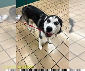 Siberian Husky Dogs for adoption in West Palm Beach, FL, USA