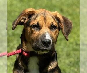 Border Collie-Unknown Mix Dogs for adoption in Yardley, PA, USA