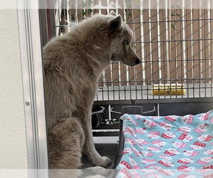 Siberian Husky-Unknown Mix Dogs for adoption in Corona, CA, USA