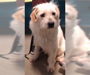 Miniature Schnauzer-Norfolk Terrier Mix Dogs for adoption in Houston, TX, USA