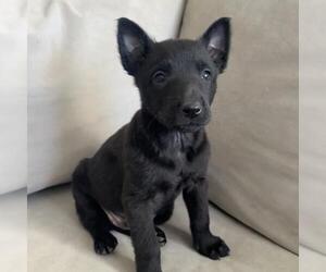 Unknown-Whippet Mix Dogs for adoption in San Diego, CA, USA