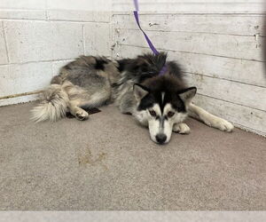 Siberian Husky Dogs for adoption in San Bernardino, CA, USA