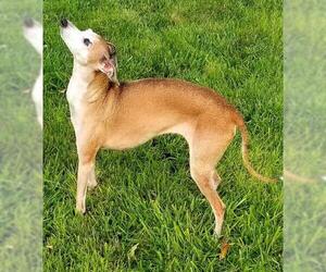 Italian Greyhound Dogs for adoption in Statewide, NE, USA