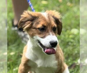 Beagle-Chihuahua Mix Dogs for adoption in Yardley, PA, USA