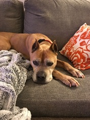 Boxer-Unknown Mix Dogs for adoption in Woodbury, MN, USA
