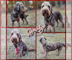 Poodle (Standard) Dogs for adoption in Blacksburg, SC, USA