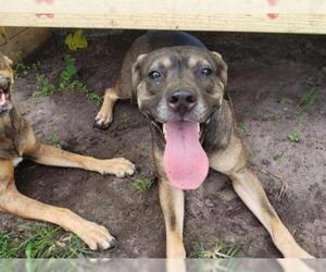 Catahoula Leopard Dog Dogs for adoption in St. Cloud, FL, USA