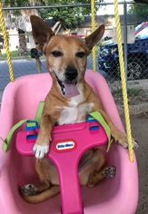 Dorgi Dogs for adoption in Boonton, NJ, USA
