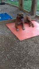 Bullboxer Pit Dogs for adoption in Shreveport, LA, USA