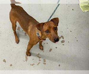 Mutt Dogs for adoption in Waco, TX, USA