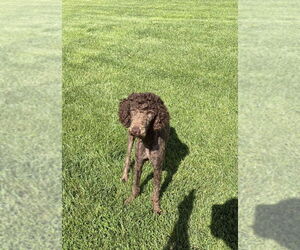 Poodle (Standard) Dogs for adoption in Aurora, IN, USA