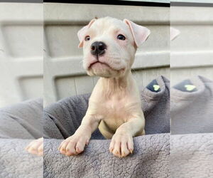 American Pit Bull Terrier-American Staffordshire Terrier Mix Dogs for adoption in Wenonah, NJ, USA