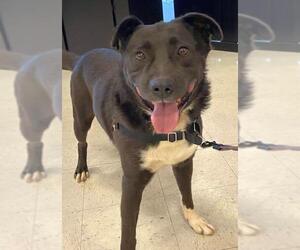 Borador Dogs for adoption in Rockaway, NJ, USA
