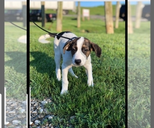Australian Shepherd-Beagle Mix Dogs for adoption in Hanover, PA, USA