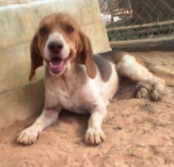 Beagle Dogs for adoption in Slidell, LA, USA