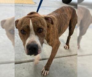 Mutt Dogs for adoption in Bakersfield, CA, USA