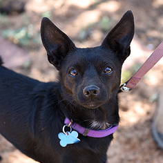 Chihuahua Dogs for adoption in Kanab, UT, USA