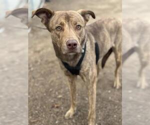 American Pit Bull Terrier-Labrador Retriever Mix Dogs for adoption in Chula Vista, CA, USA